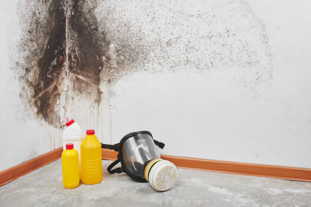 Best Affordable Mold Removal  in Hampton, MD