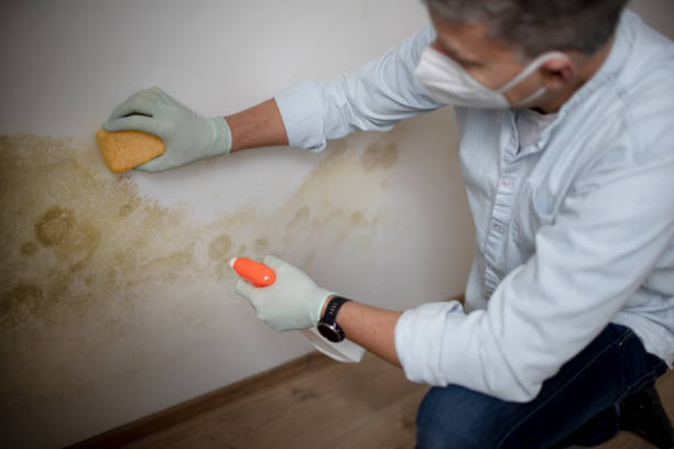 Best Toxic Mold Removal  in Hampton, MD