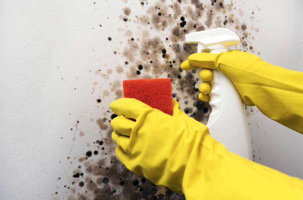 Trusted Hampton, MD Mold Removal Experts