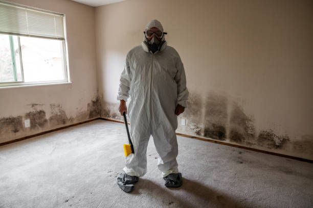 Best Black Mold Removal  in Hampton, MD