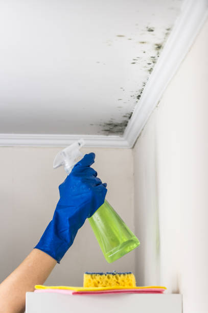 Best Mold Cleaning Services  in Hampton, MD